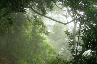 A photograph of a dense forest with light filtering through the trees.